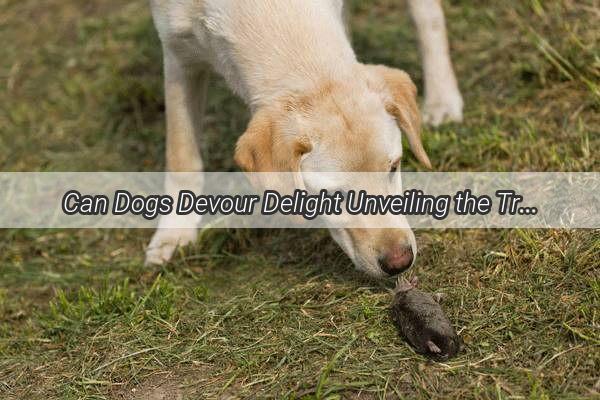 Can Dogs Devour Delight Unveiling the Truth About Dogs and Yellow Peaches